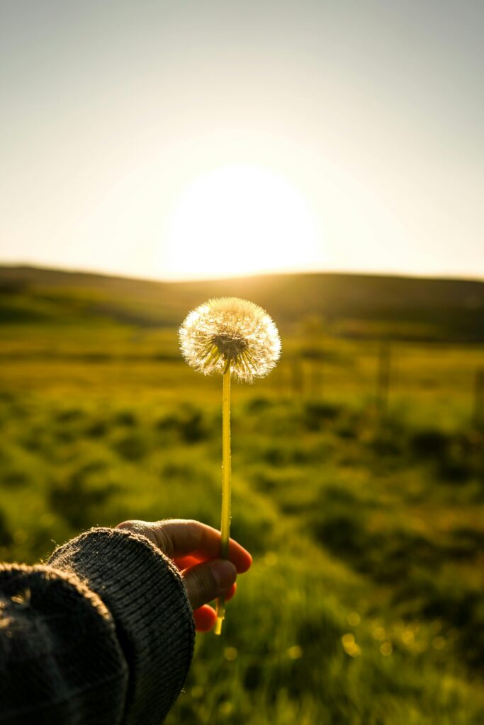 Pissenli tenu devant un levé de soleil, représentant renouveau et confiance grâce à l'accompagnement en sophrologie à lyon et villeurbanne